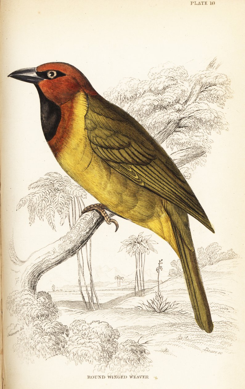橄榄形织女或圆翅织女，Ploceus brachypterus 作者 威廉家蜥蜴队