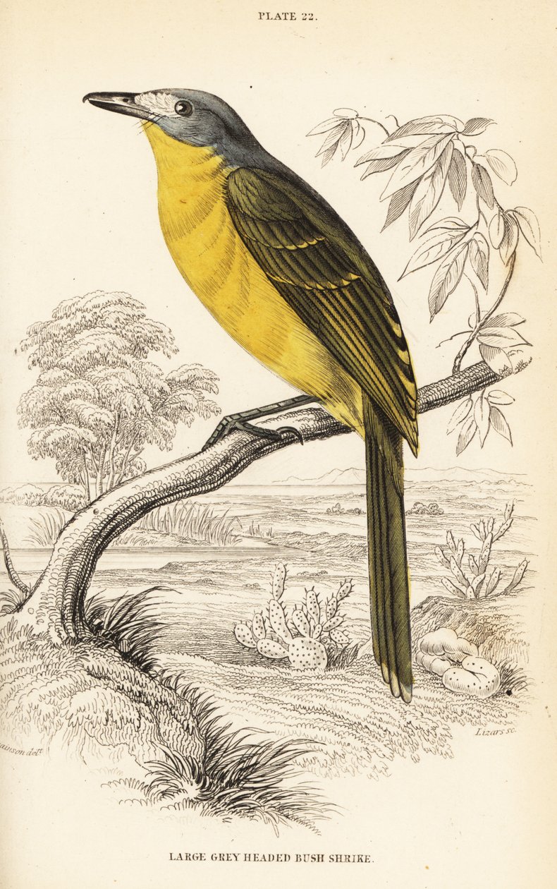 Olive Bushshrike, Chlorophoneus olivaceus (大灰头灌木 shirke, Malaconutus olivaceus) 作者 威廉家蜥蜴队