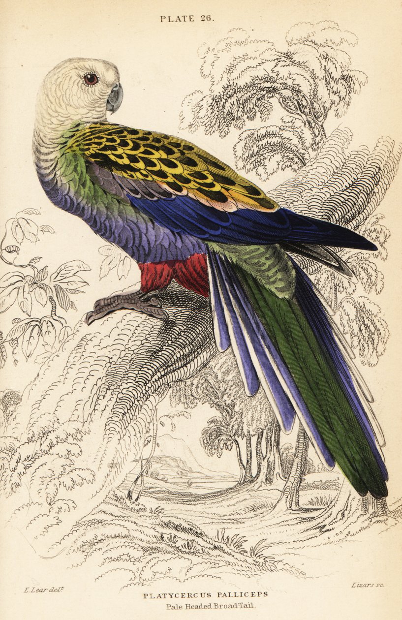 白头罂粟 (palliceps), Platycercus adscitus palliceps 作者 威廉家蜥蜴队
