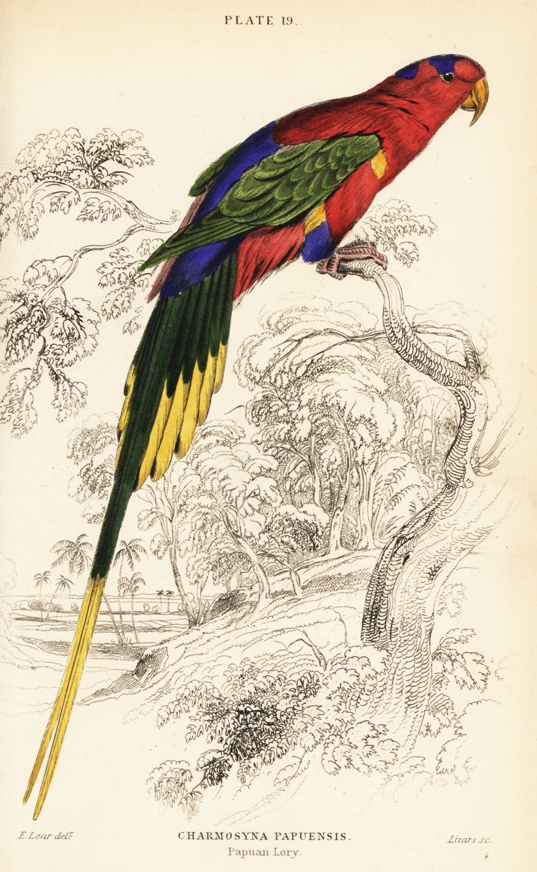 Papuan lorikeet、Stella