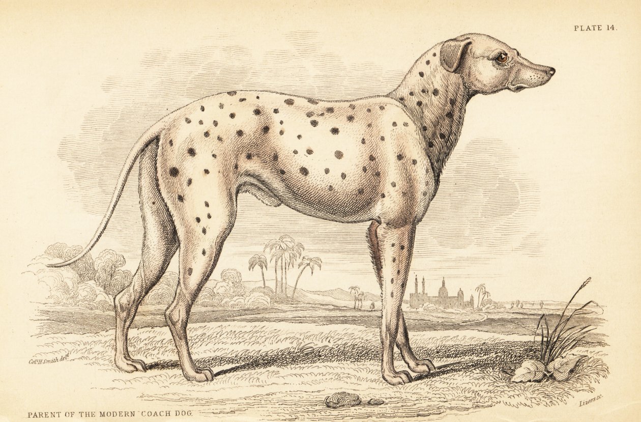 现代教练犬 Canis lupusfamiliais 的父母 作者 威廉家蜥蜴队