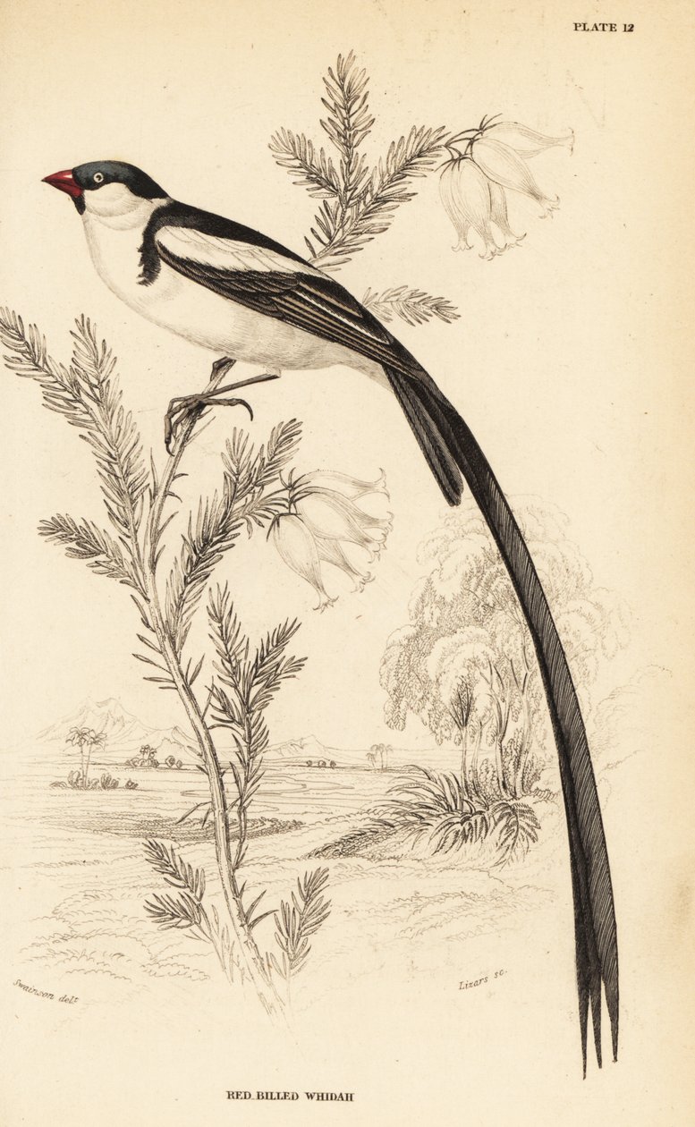 凤尾鱼（Vidua macroura）（红嘴鱼，Vidua erythrorhynchus）。 作者 威廉家蜥蜴队