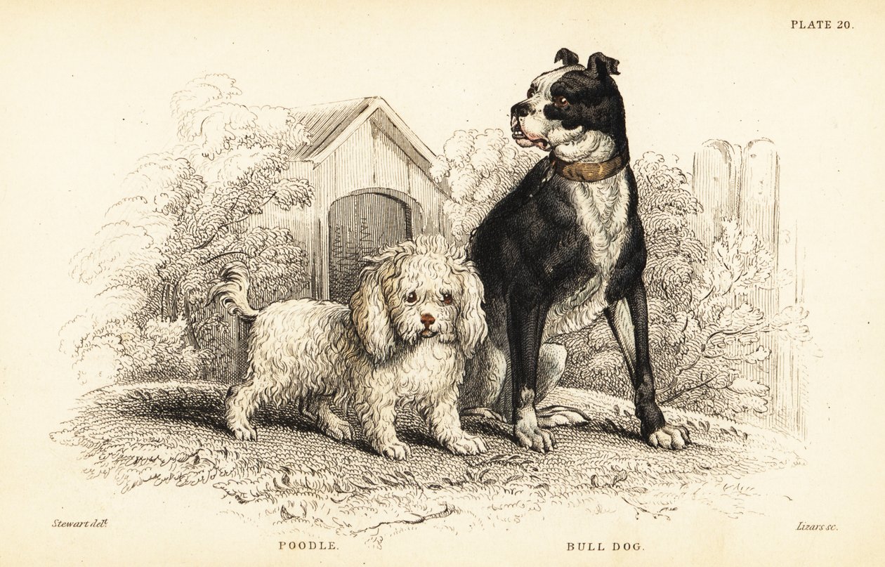 Poodle, Canis aquaticus, and bulldog, Canis anglicus 作者 威廉家蜥蜴队