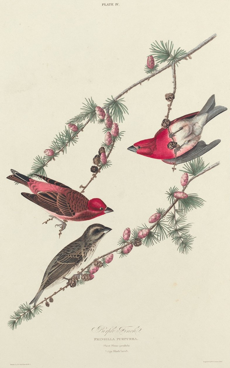 紫芬奇，1827年。 作者 威廉家蜥蜴队