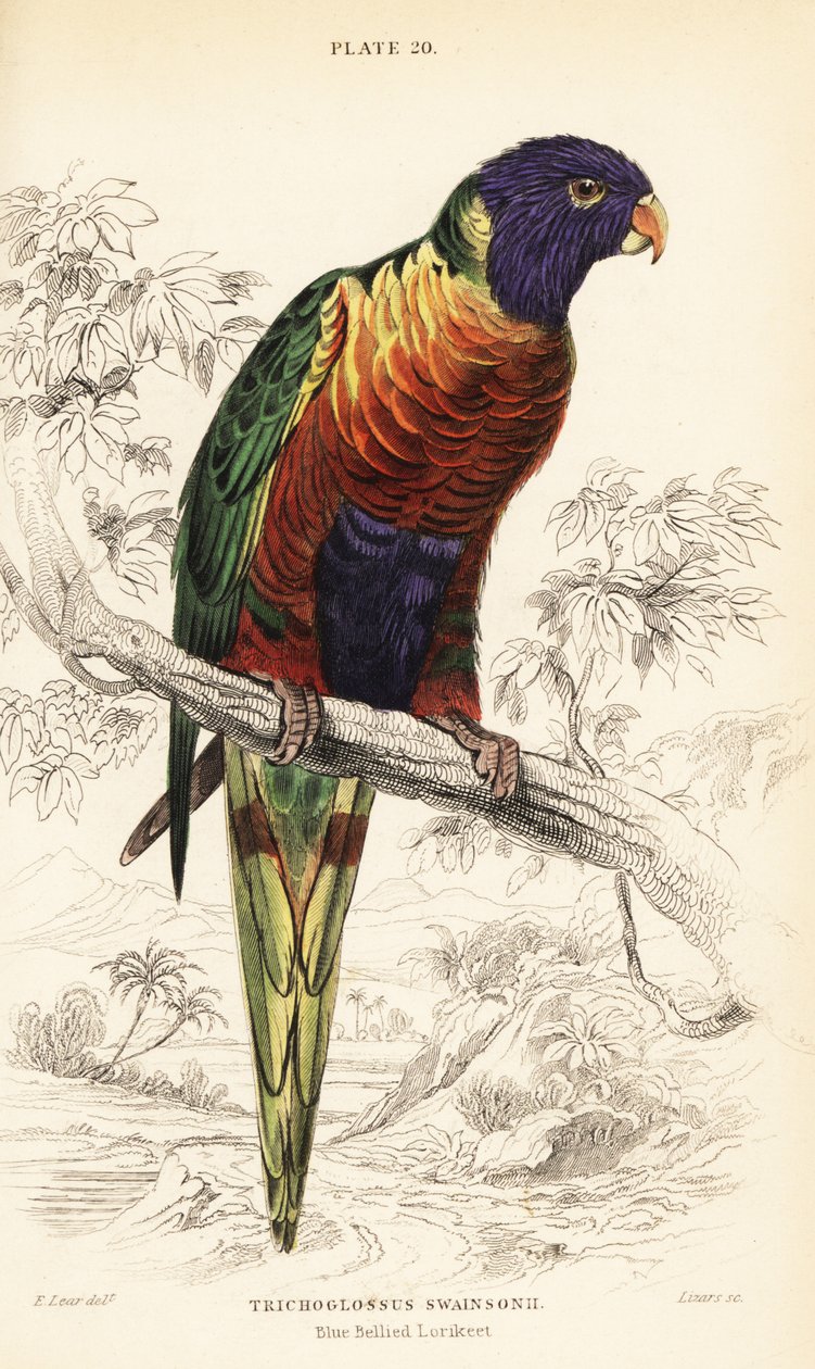 彩虹鹦鹉，Trichoglossus moluccanus 作者 威廉家蜥蜴队
