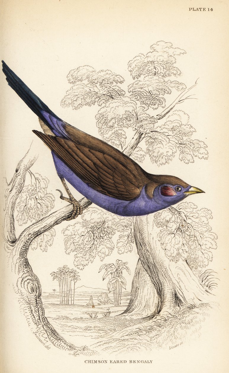 红颊蓝带, Uraeginthus bengalus 作者 威廉家蜥蜴队