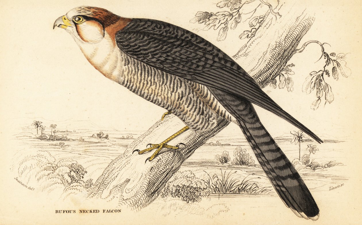 红颈隼，Falco chicquera ruficollis 作者 威廉家蜥蜴队