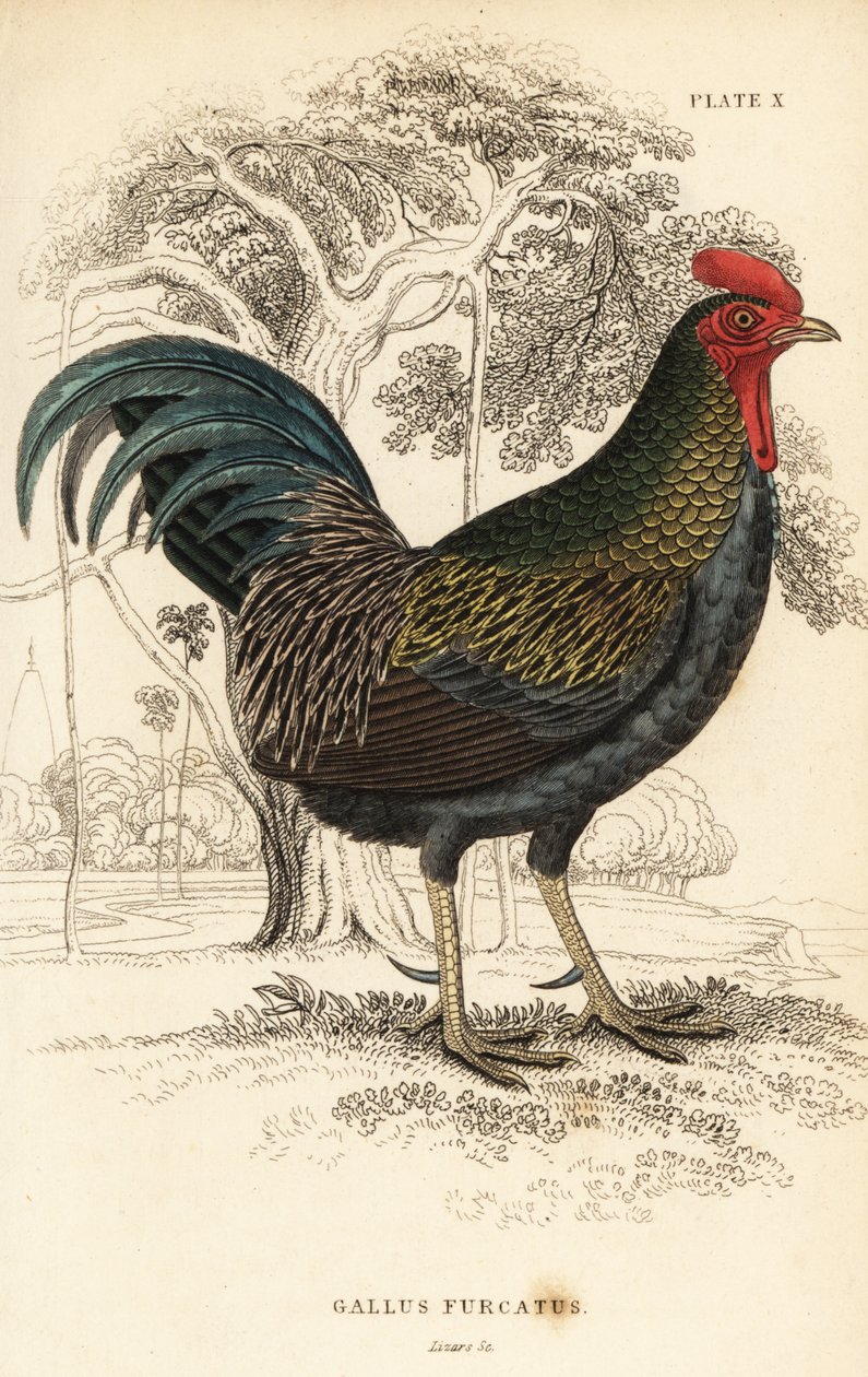 红原鸡，Gallus gallus javanicus 作者 威廉家蜥蜴队