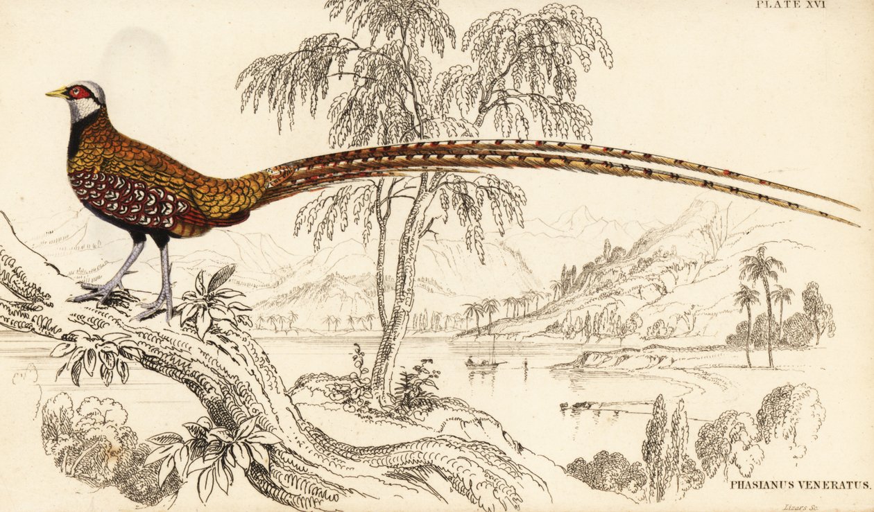 里夫斯的野鸡，Syrmaticus reevesii 作者 威廉家蜥蜴队