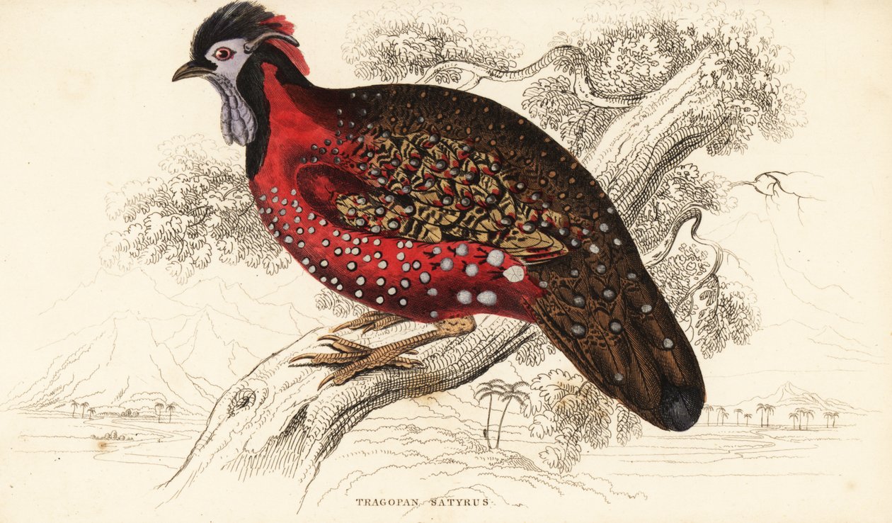 深红角雉（Nepaul tragopan, Tragopan satyrus）。 作者 威廉家蜥蜴队