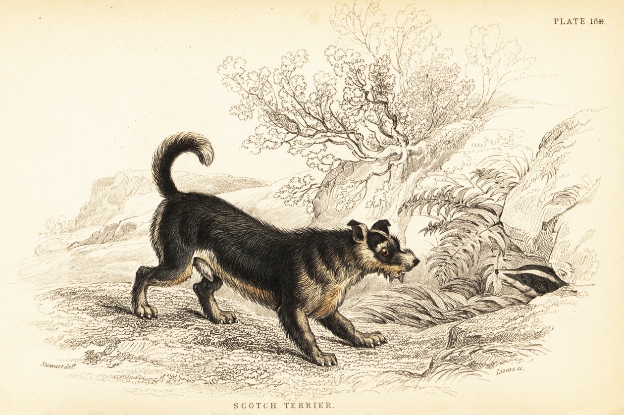 苏格兰梗或苏格兰猎犬（Canis lupus familiaris 作者 威廉家蜥蜴队