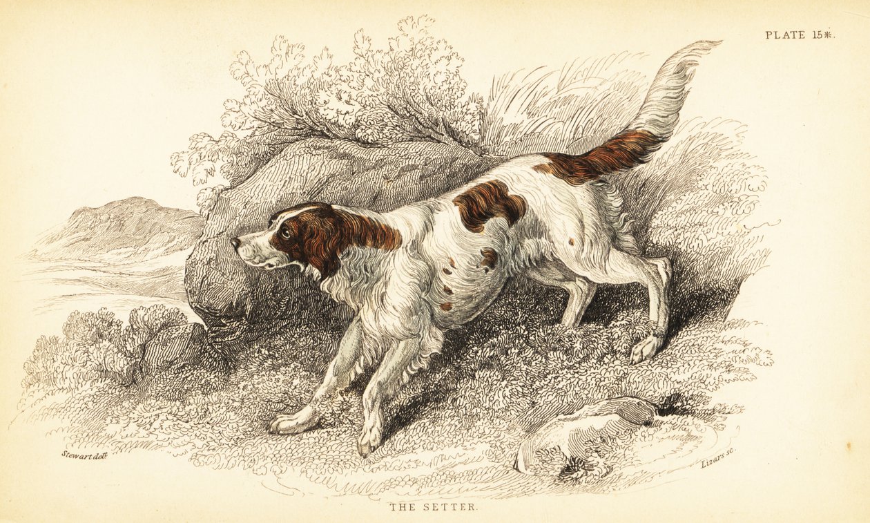 塞特犬，犬类狼疮（犬指数） 作者 威廉家蜥蜴队