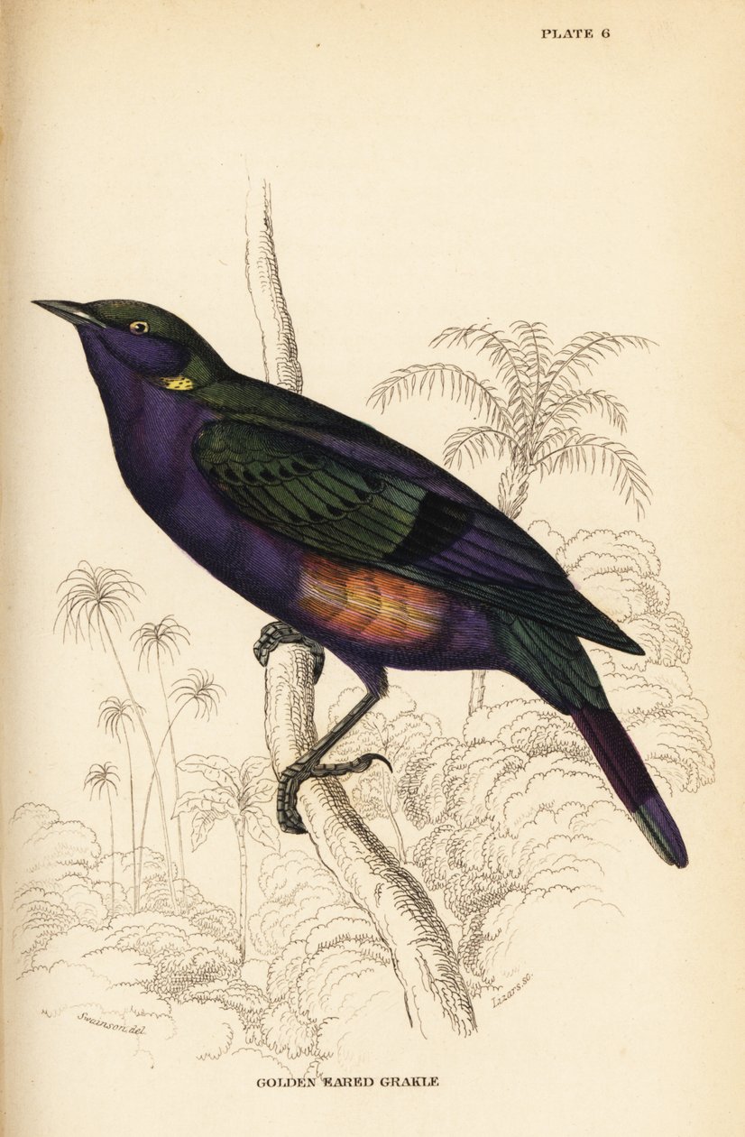 灿烂的光泽椋鸟 (塞内加尔), Lamprotornis splendidus chrysonotis (Golden eared grakle, Lamprotornis chrysonotis) 作者 威廉家蜥蜴队