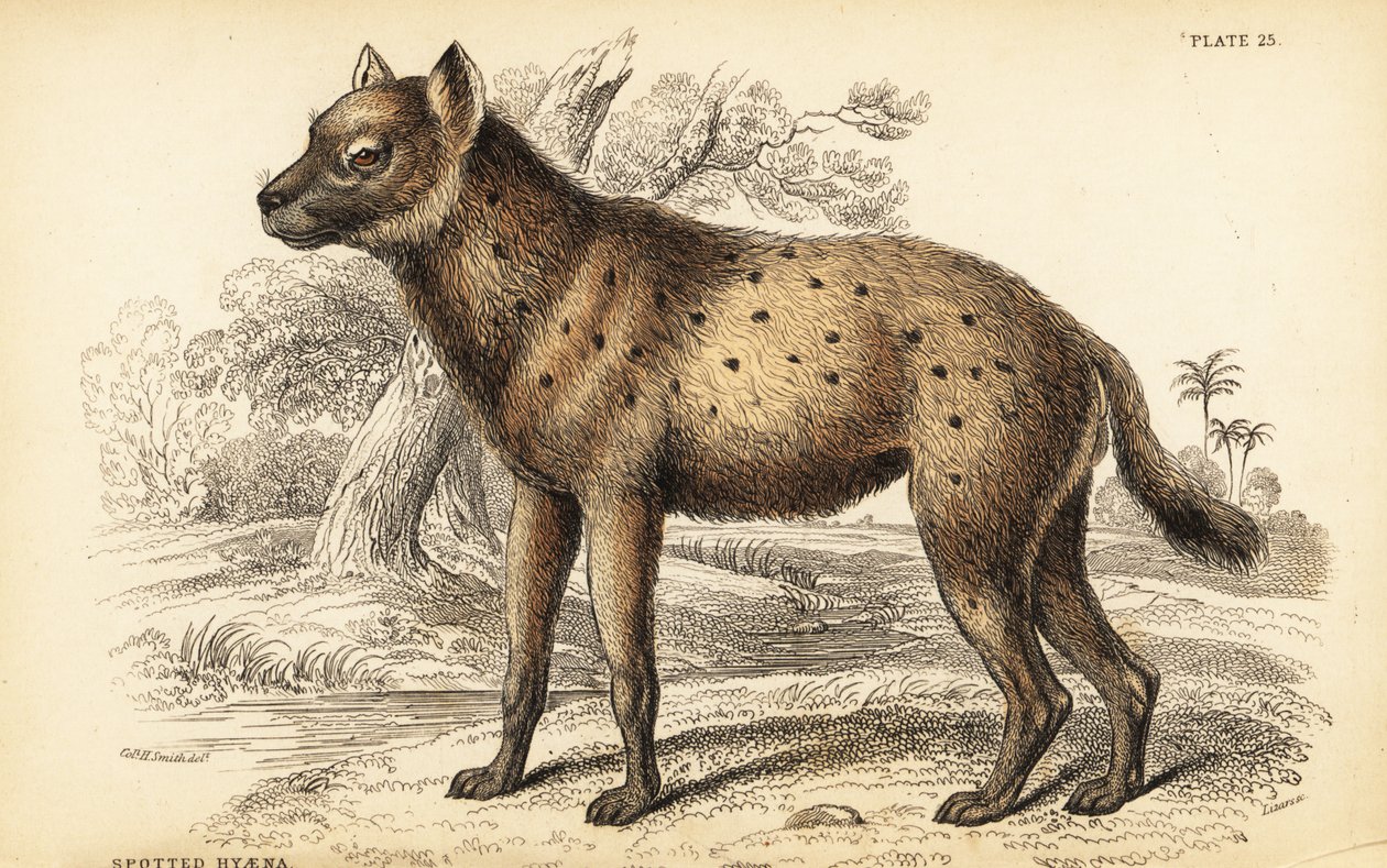 斑鬣狗或笑鬣狗, Crocuta crocuta (Hyaena crocuta) 作者 威廉家蜥蜴队