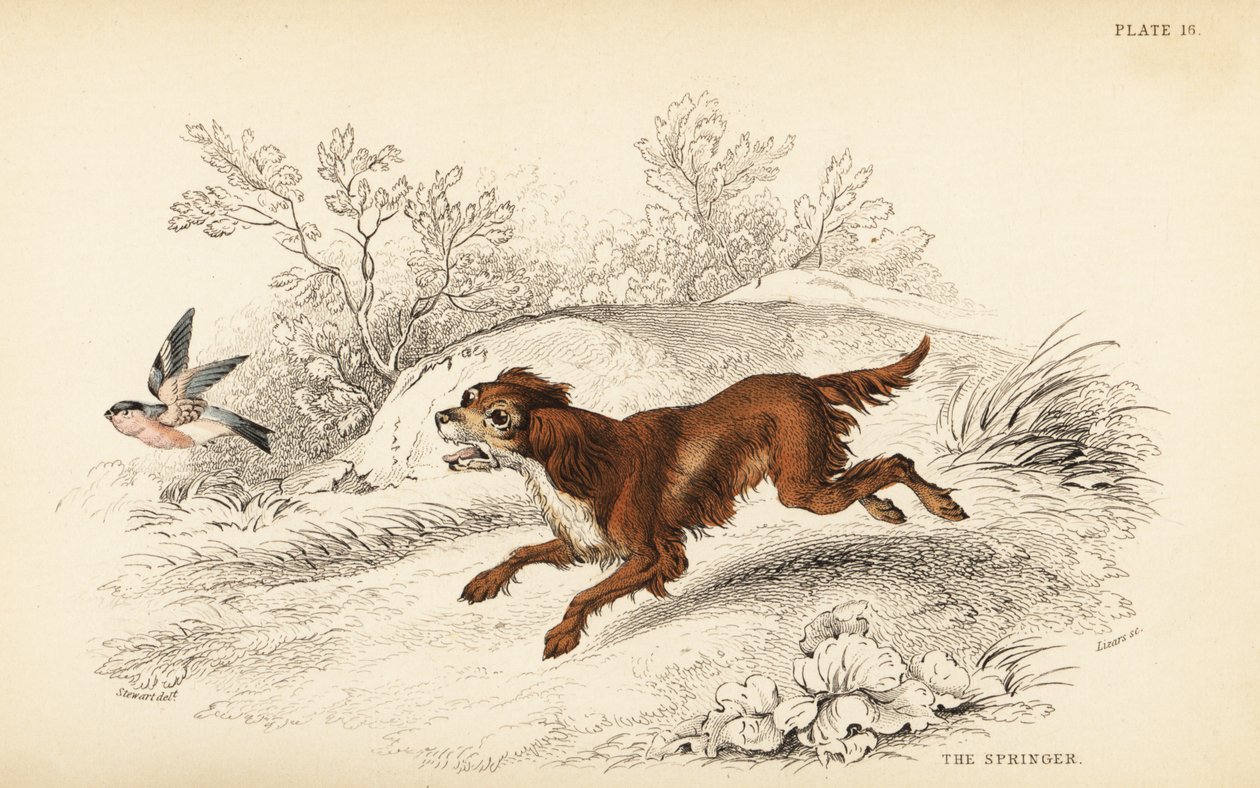 Springer or English springer spaniel, Canis lupus familiaris 作者 威廉家蜥蜴队