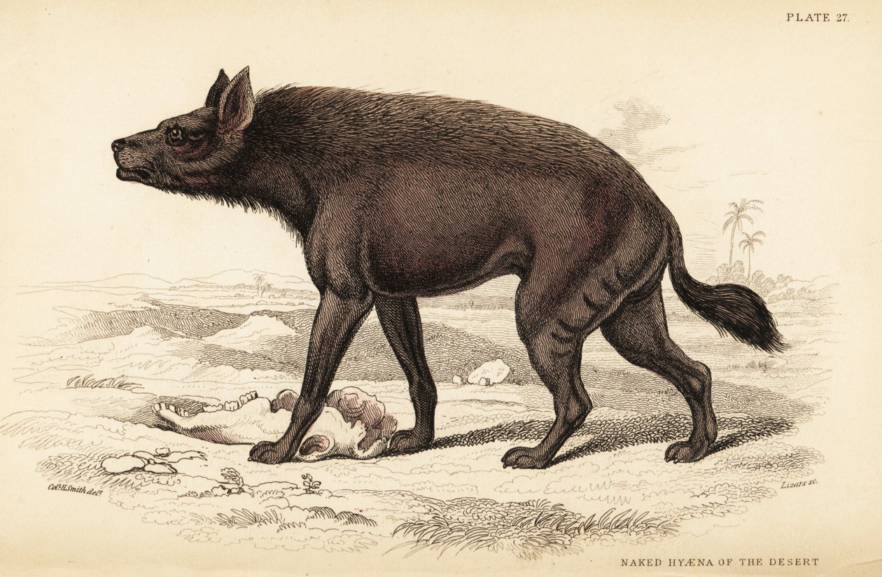 Striped hyena, Hyaena hyaena (Naked hyaena of the desert, Hyaena vulgaris) 作者 威廉家蜥蜴队