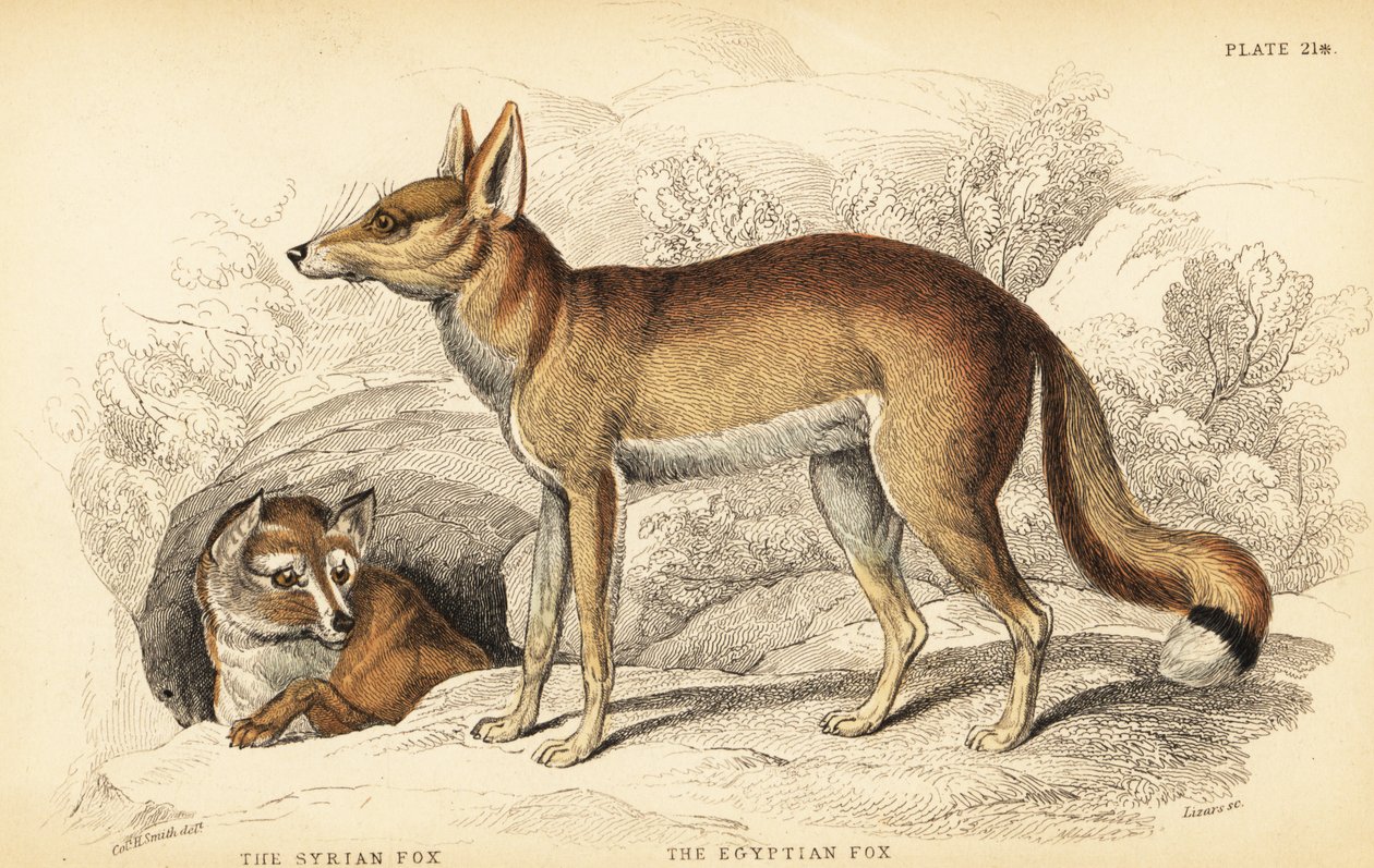 叙利亚狐狸或Taaleb，Vulpes thaleb（或Blanford的狐狸，Vulpes cana？）和埃及狐狸或Sabora，Vulpes vulpes niloticus 作者 威廉家蜥蜴队