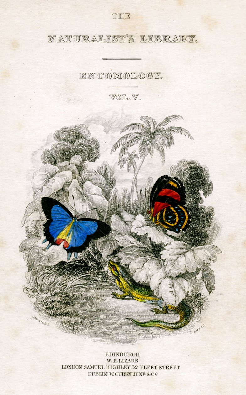 博物学家图书馆，昆虫学，第五卷，蝴蝶，c1833-1865。 作者 威廉家蜥蜴队