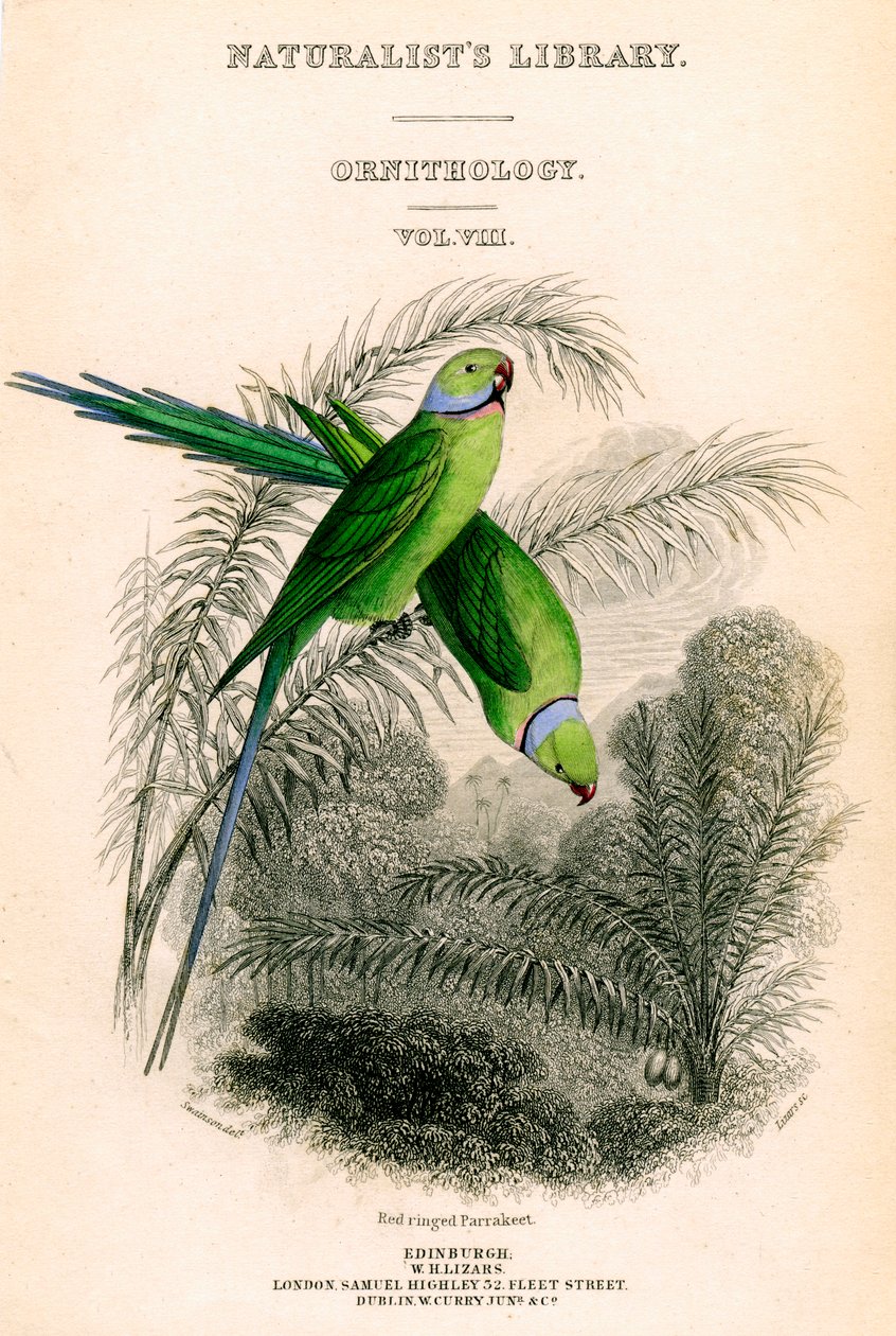 博物学家图书馆，《鸟类学》第八卷，红环Parrakeet，c1833-1865。 作者 威廉家蜥蜴队