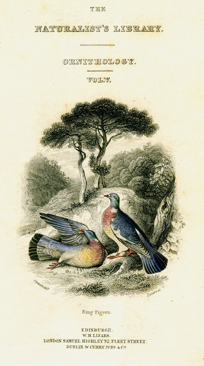 博物学家图书馆，鸟类学第五卷，环鸽，c1833-1865。 作者 威廉家蜥蜴队