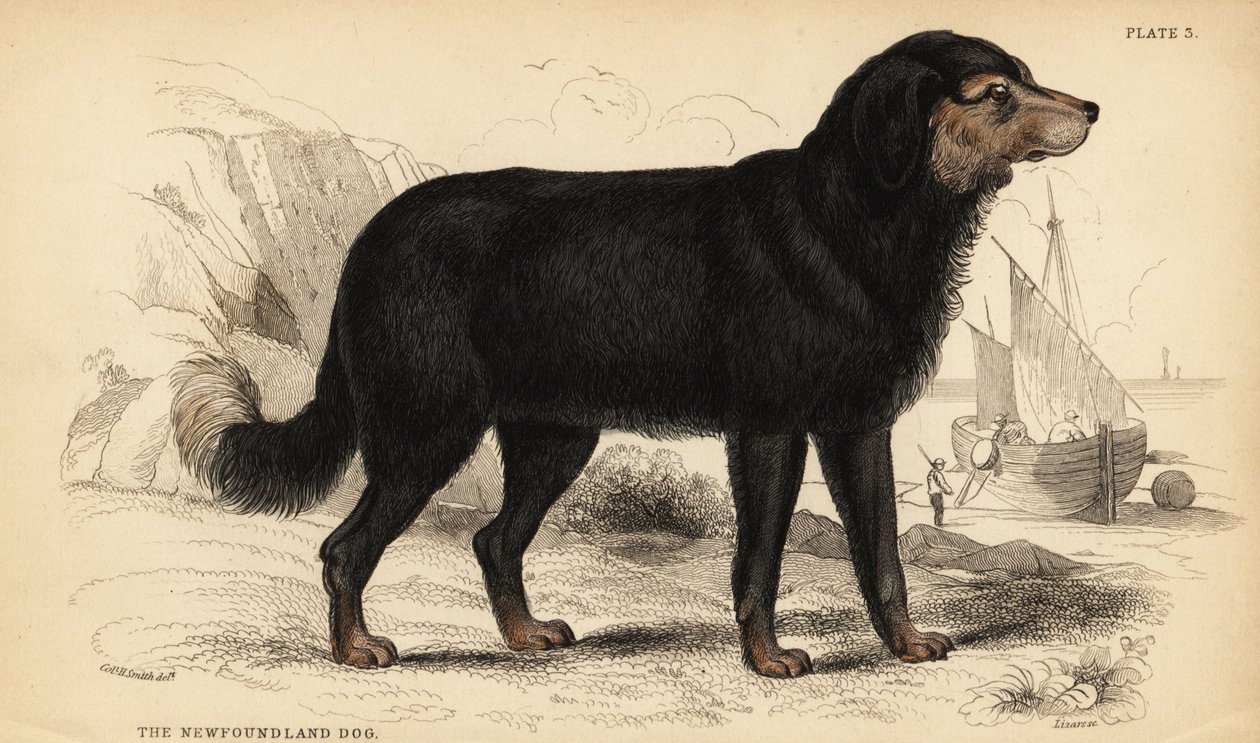 The Newfoundland dog, Canis lupus familiaris )Canis terranovae) 作者 威廉家蜥蜴队