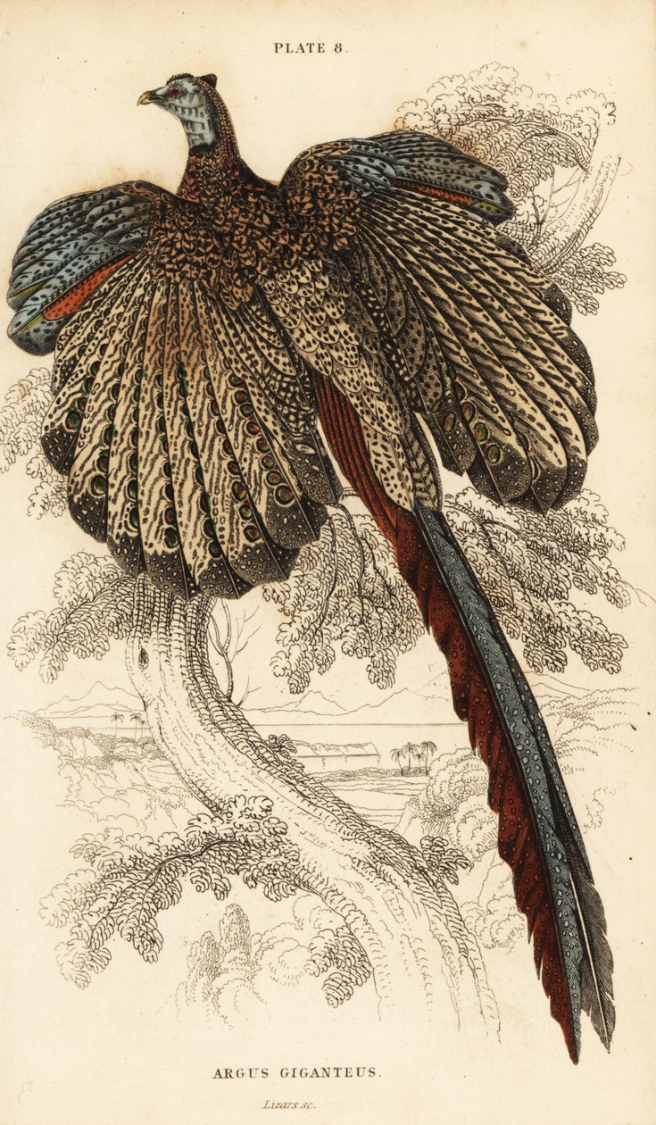 大乌鸡，Argusianus argus（乌鸡或巨大的乌鸡，Argus giganteus）。 作者 威廉家蜥蜴队