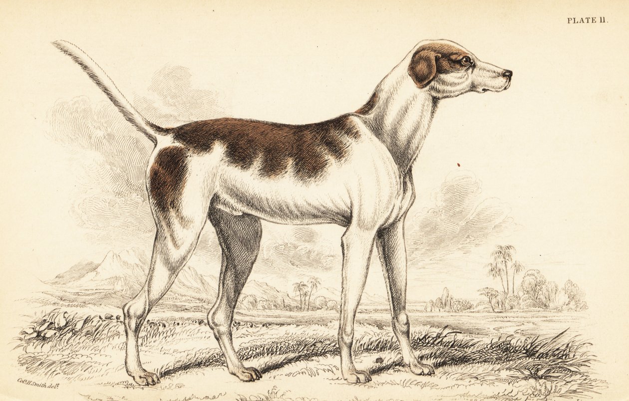 东方猎犬（Canis lupus familiaris）。 作者 威廉家蜥蜴队