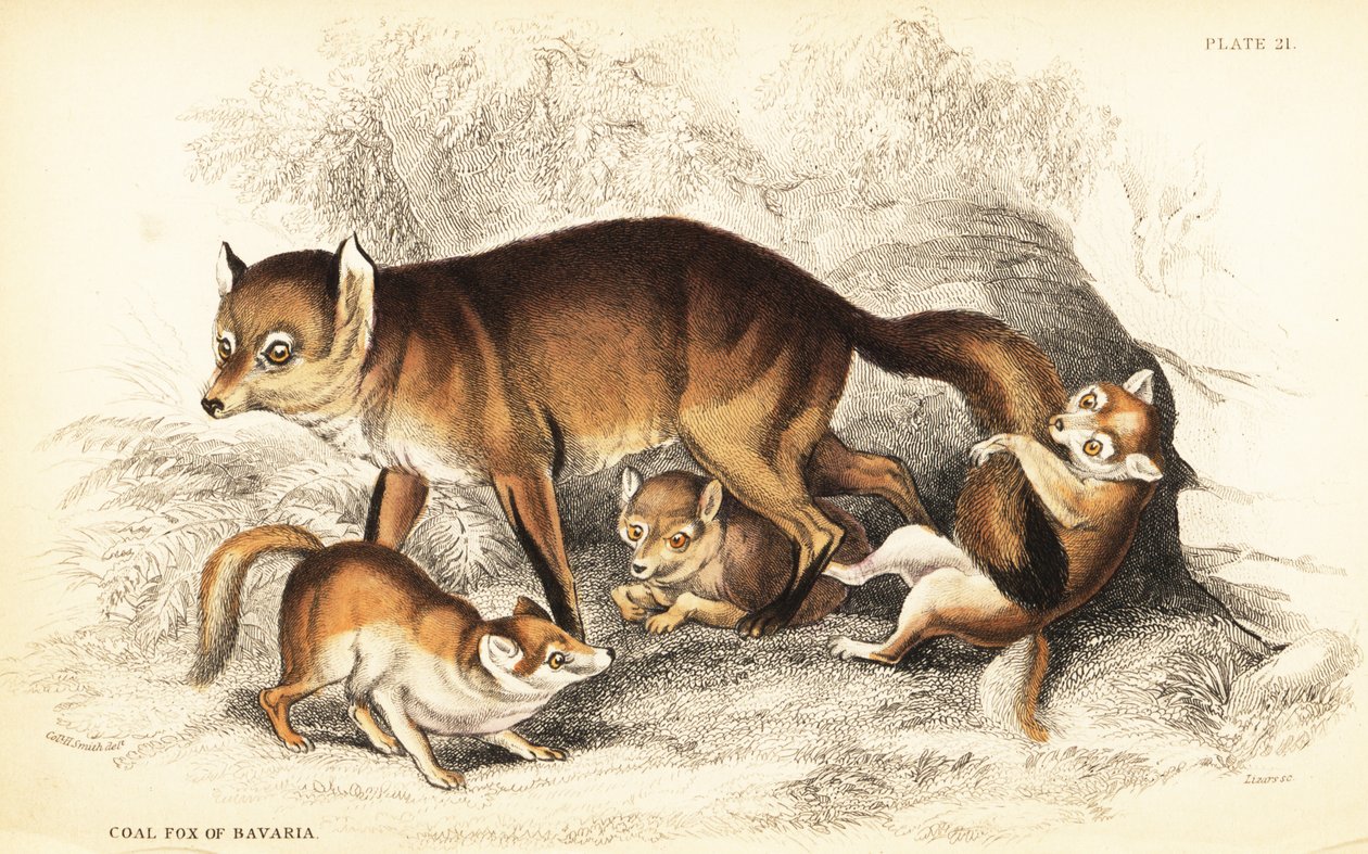 红狐的变种，Vulpes vulpes和幼崽（巴伐利亚的煤狐，Vulpes alopex）。 作者 威廉家蜥蜴队