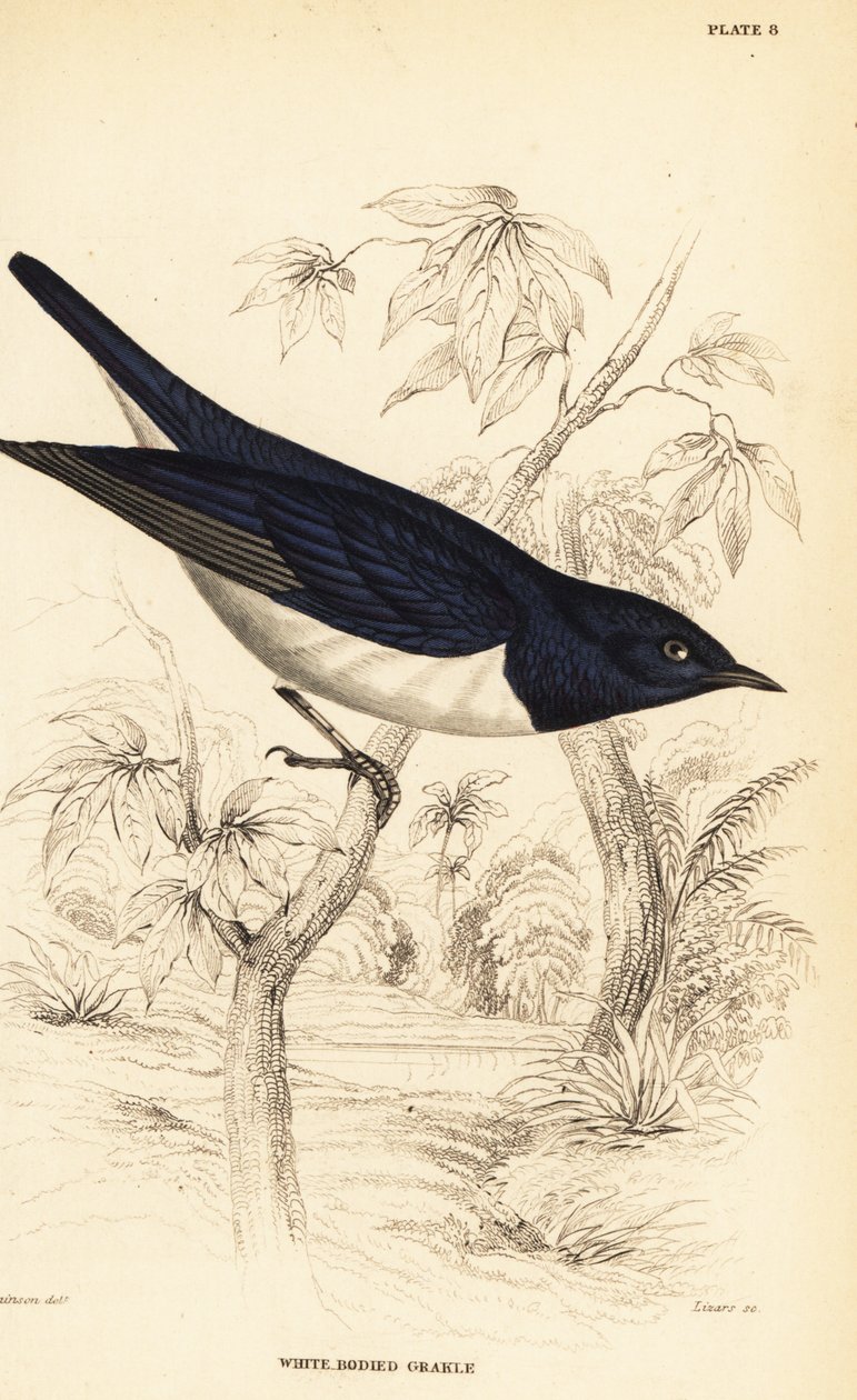 紫背椋鸟，Cinnyricinclus leucogaster (白身椋鸟，Lamprotornis leucogaster) 作者 威廉家蜥蜴队