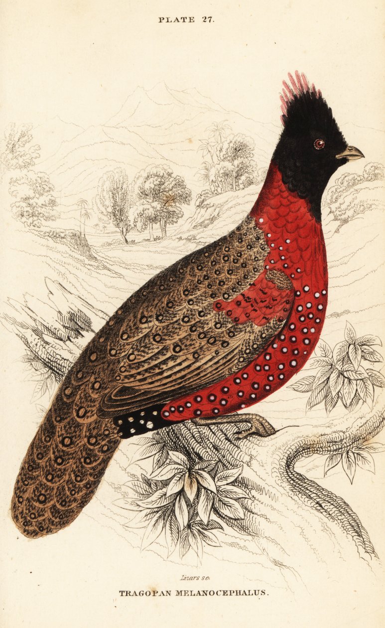 西部角雉或西部角雉，Tragopan melanocephalus 作者 威廉家蜥蜴队