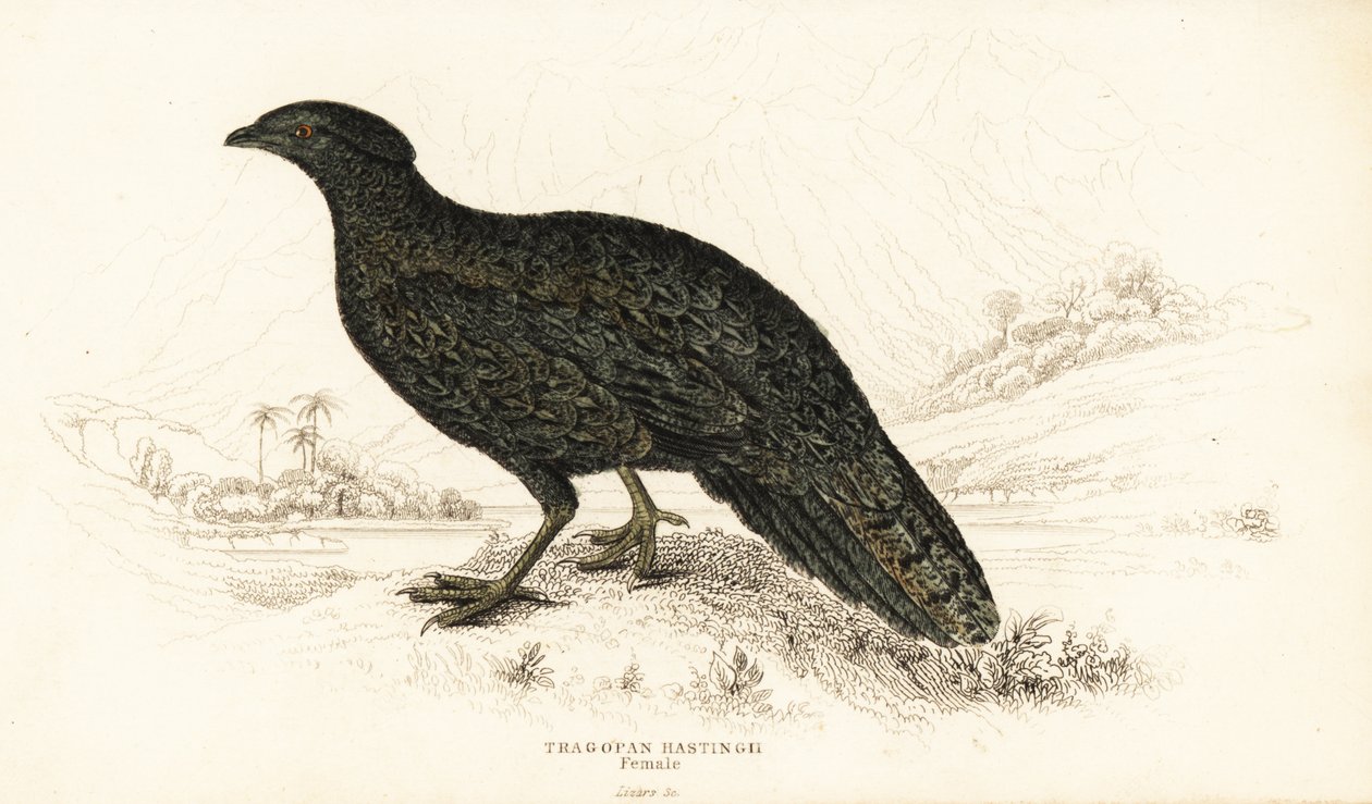 西部角雉或西部角雉，雌性，Tragopan melanocephalus 作者 威廉家蜥蜴队