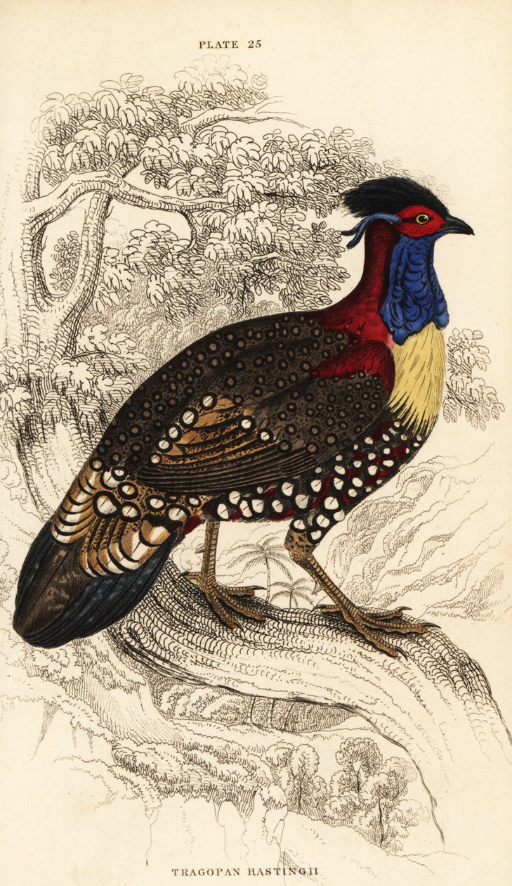 Western tragopan or western horned tragopan, male, Tragopan melanocephalus 作者 威廉家蜥蜴队