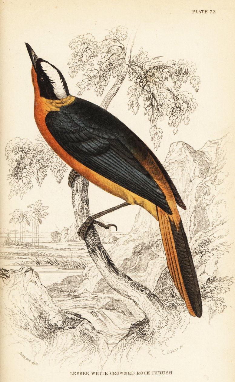 White-crowned robin-chat, Cossypha albicapilla（小白冠岩鸫，Petrocincla albicapilla） 作者 威廉家蜥蜴队