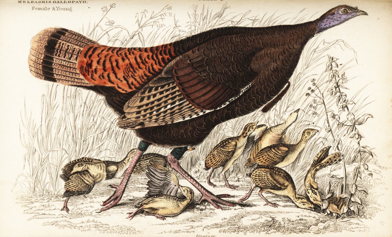 野生火鸡，雌性和幼体，Meleagris gallopavo 作者 威廉家蜥蜴队