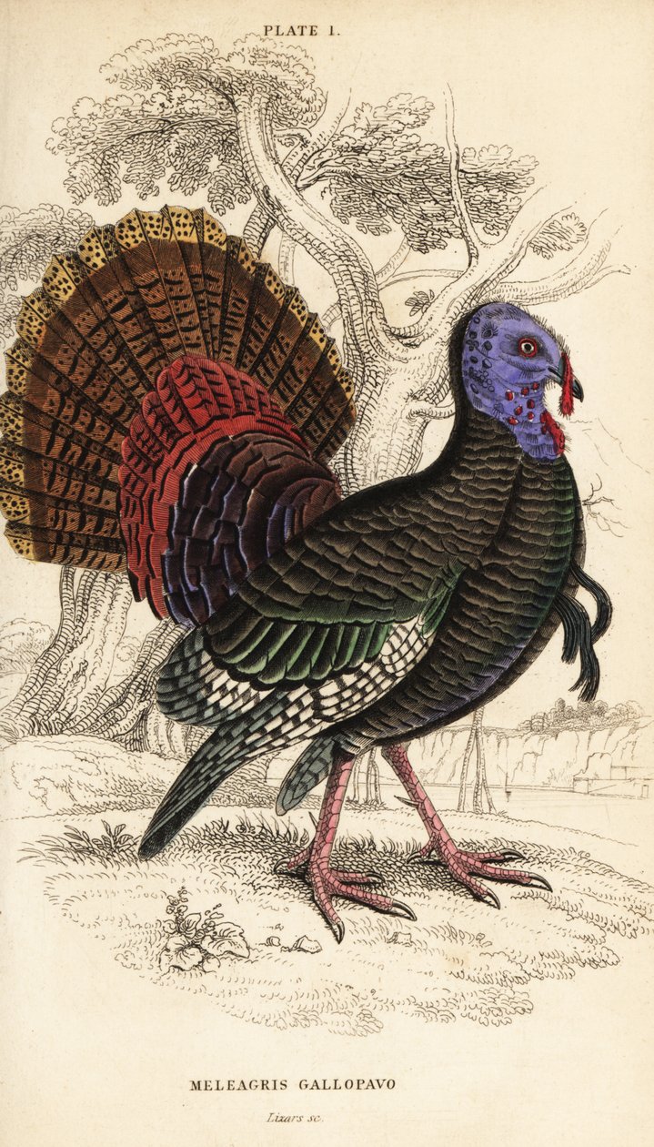 野生火鸡，雄性，Meleagris gallopavo 作者 威廉家蜥蜴队