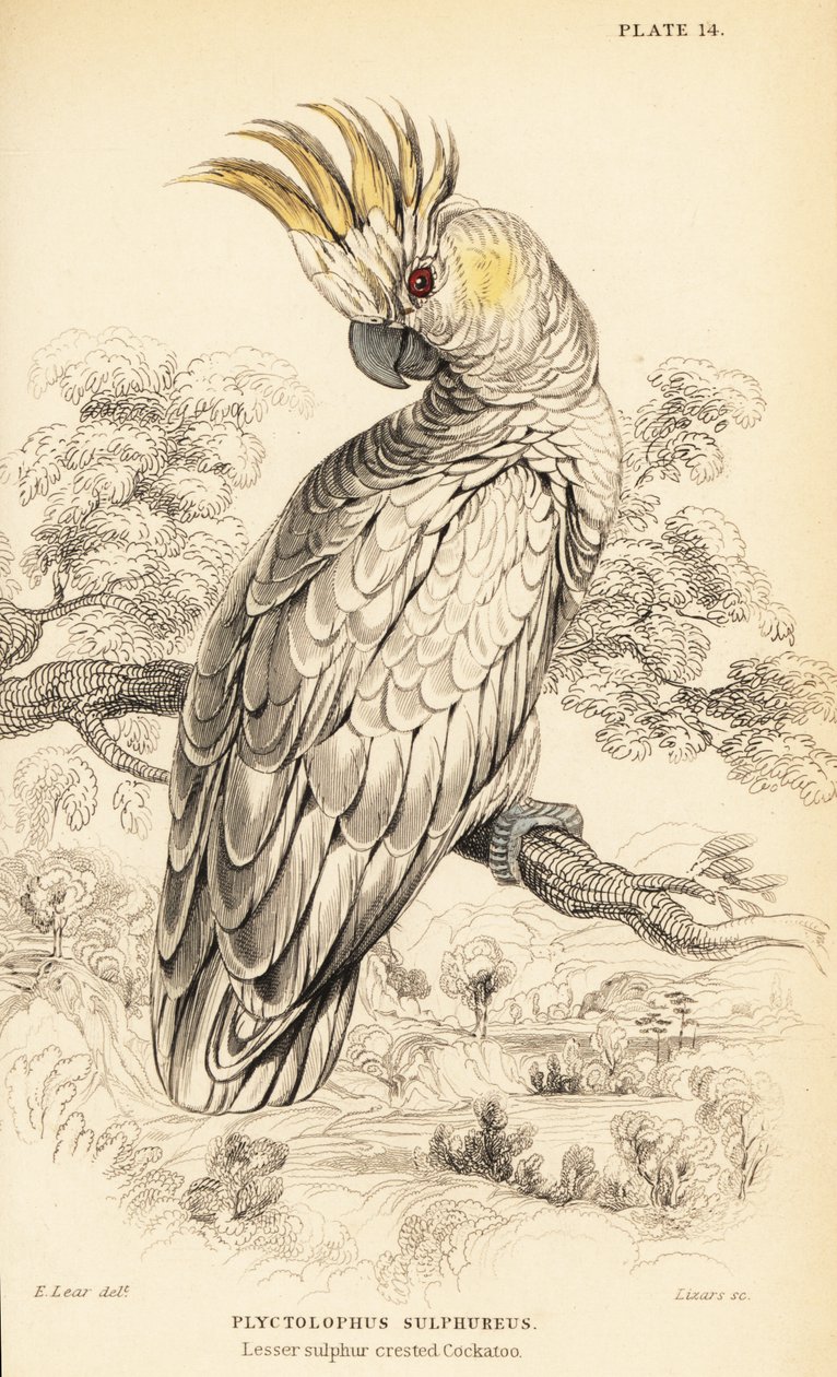 Yellow-crested cockatoo, Cacatua sulphurea 作者 威廉家蜥蜴队