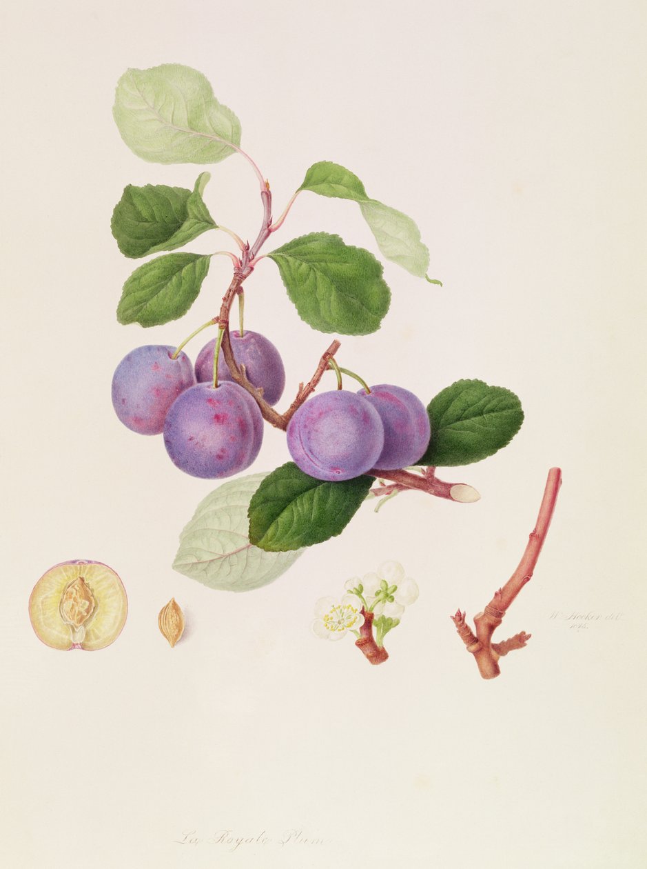 皇家梅花，1815年 作者 威廉胡克