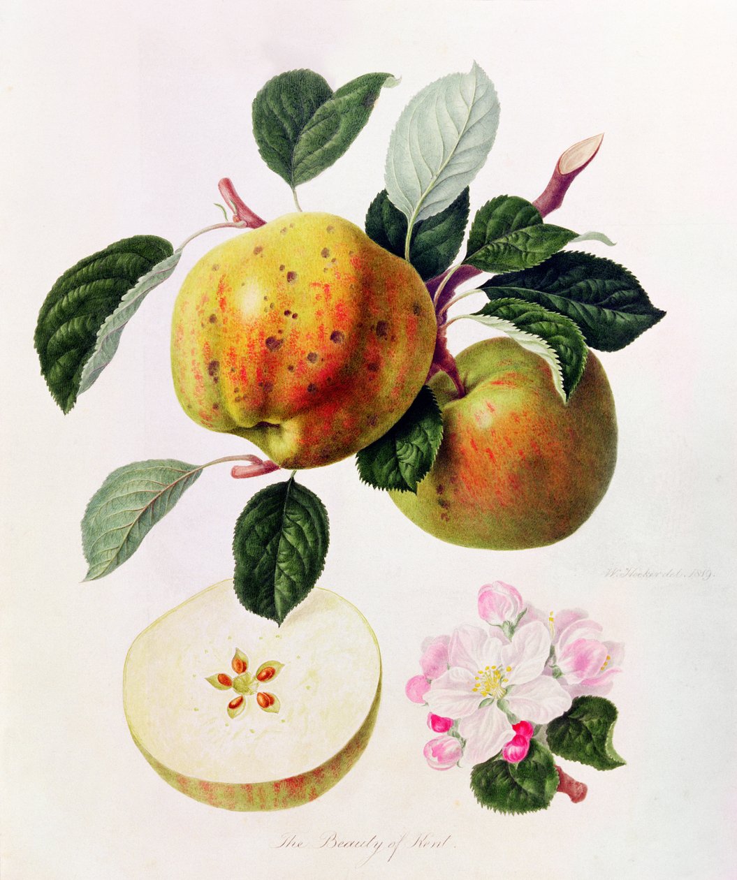 肯特之美，1819年 作者 威廉胡克
