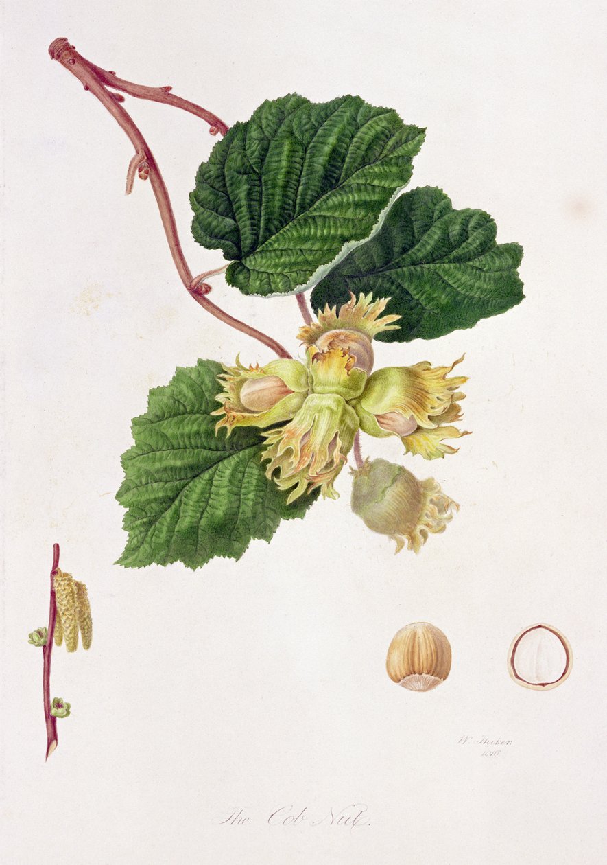 The Cob Nut，1816 作者 威廉胡克