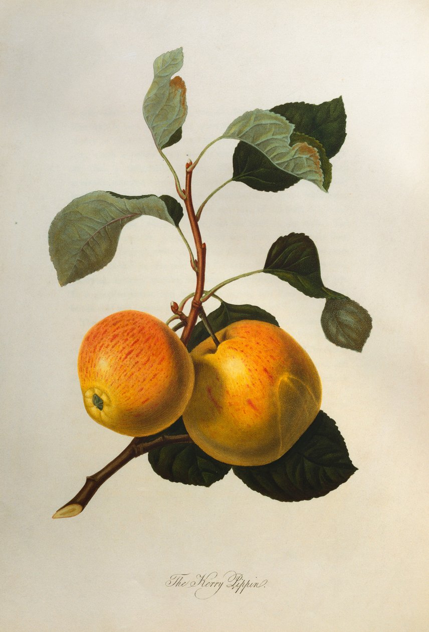 凯里·皮平（Kerry Pippin），摄于1818年 作者 威廉胡克