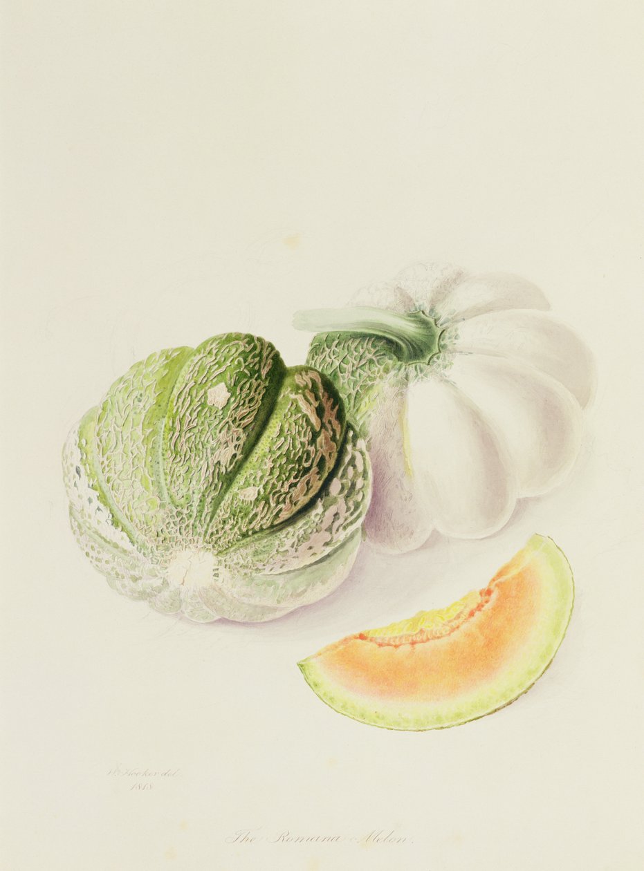 Romana Melon，1818年 作者 威廉胡克