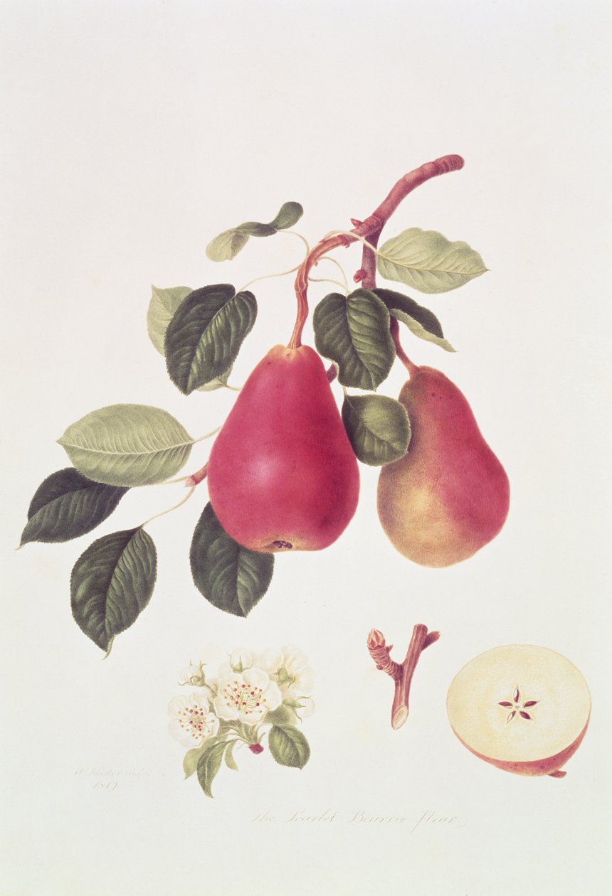 The Scarlet Beurree Pear，1819 作者 威廉胡克