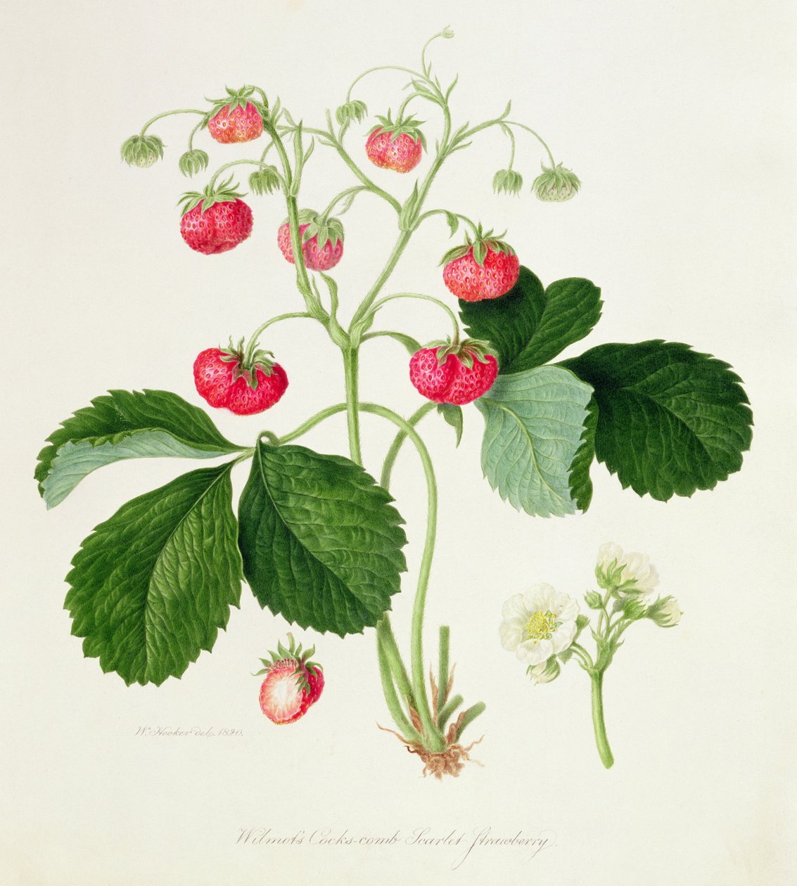 Wilmot的Cocks-Comb Scarlet草莓，1820年 作者 威廉胡克