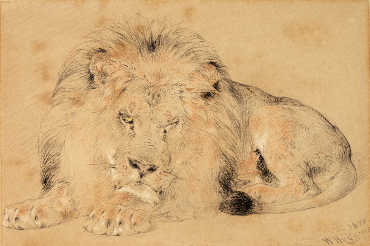 研究狮子，1879年（粉笔在纸上） 作者 威廉·哈金斯