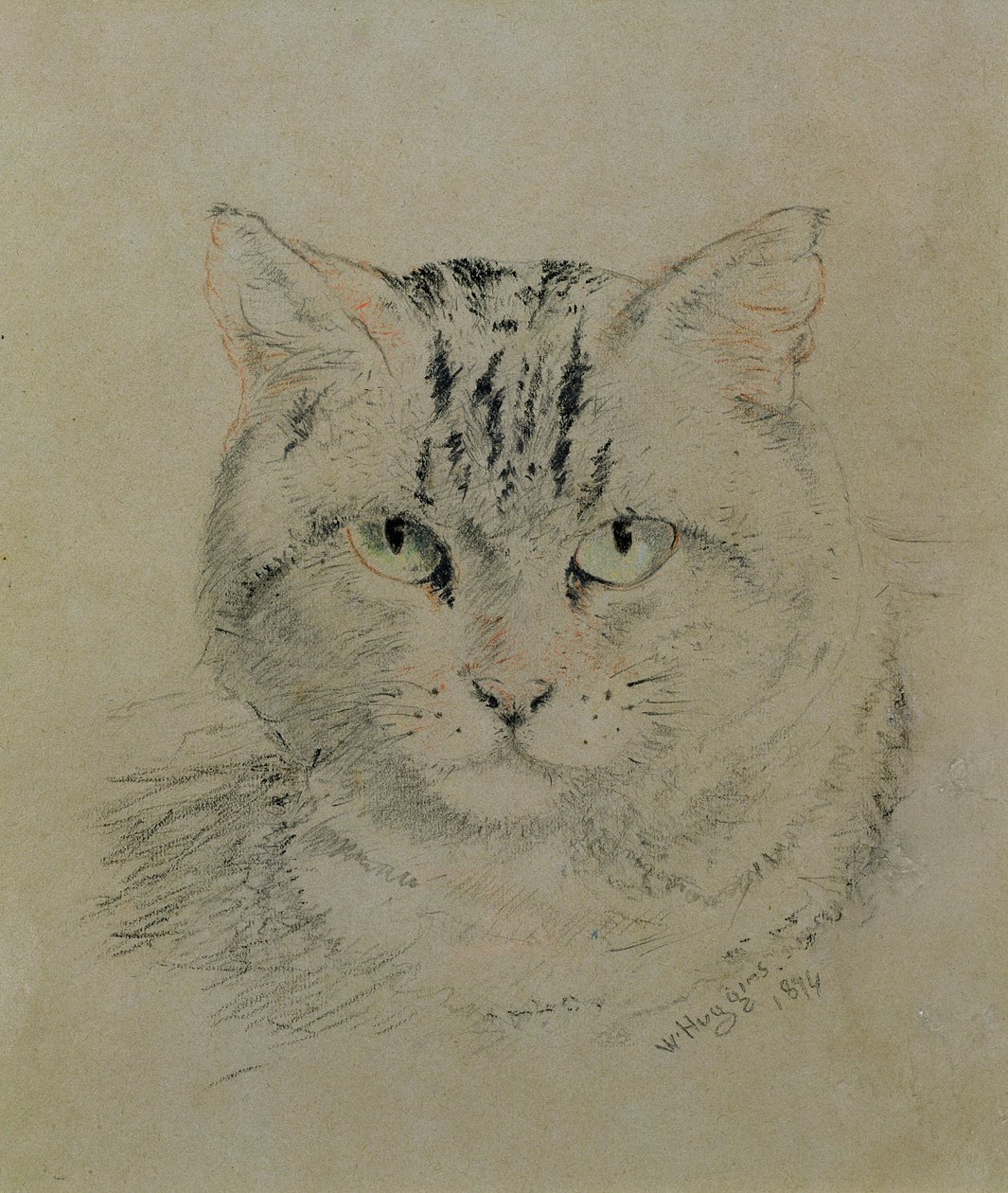 虎斑猫，1874年（纸上铅笔，蜡笔和木炭） 作者 威廉·哈金斯