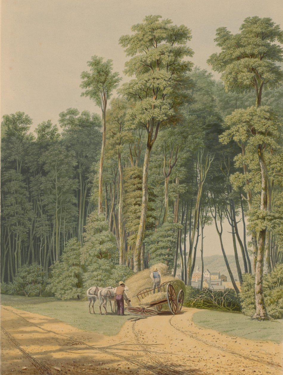 夏天--一场公路事故。瞥见原始森林的一个开口...1841. 作者 威廉·詹姆斯·贝内特