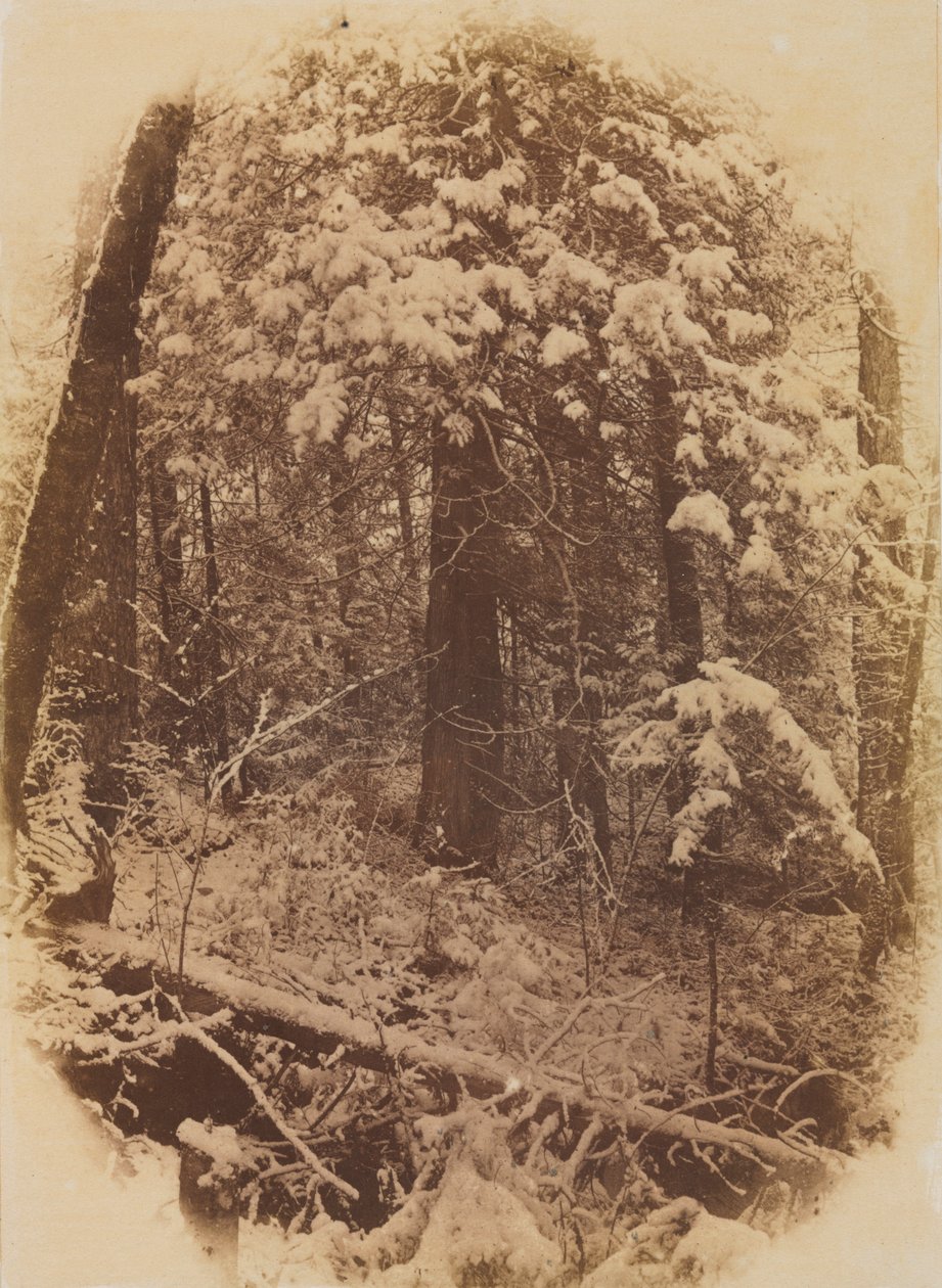 无题雪中的树林，1859年。 作者 威廉·詹姆斯·斯蒂尔曼