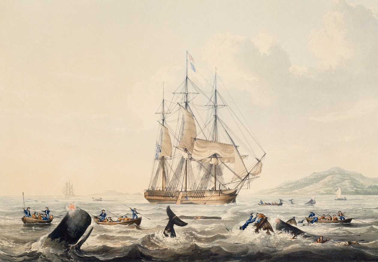 南海捕鲸，威廉-约翰-哈金斯（1781-1845）的雕刻作品，44x57厘米 作者 威廉·约翰·哈金斯