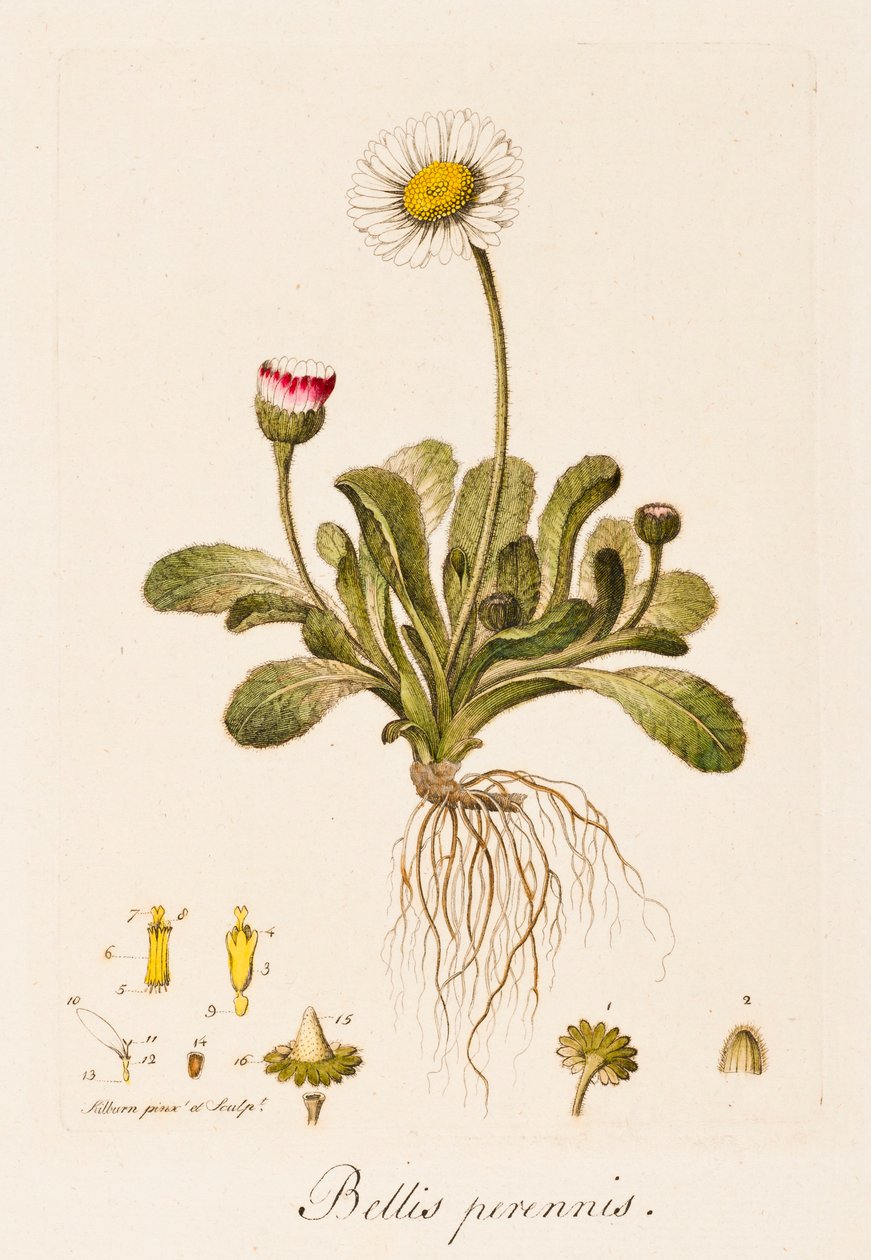 雏菊，约1770-1790。 作者 威廉·基尔本