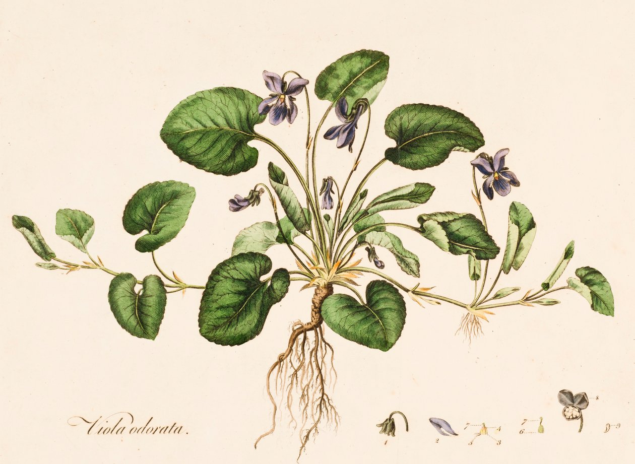 Viola odorata, Sweet Violet, 约1770-1790。 作者 威廉·基尔本